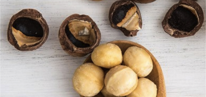 macadamia